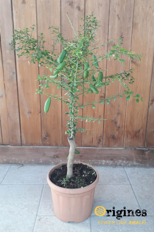 finger lime yellow dwarf