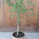 finger lime yellow dwarf