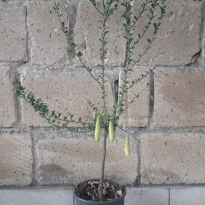 finger lime jali red
