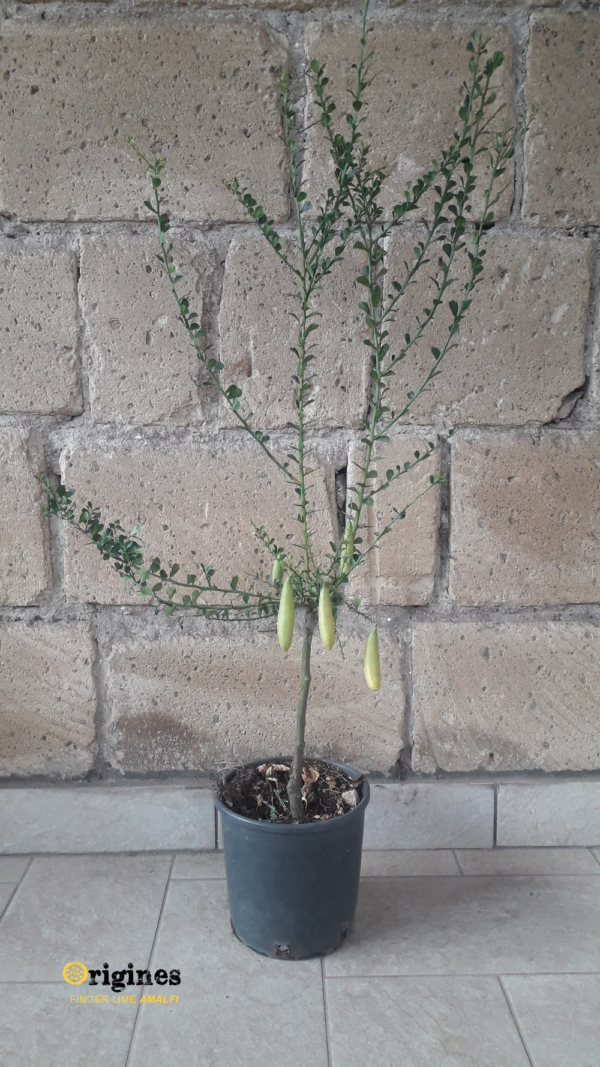 finger lime jali red