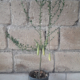 finger lime jali red