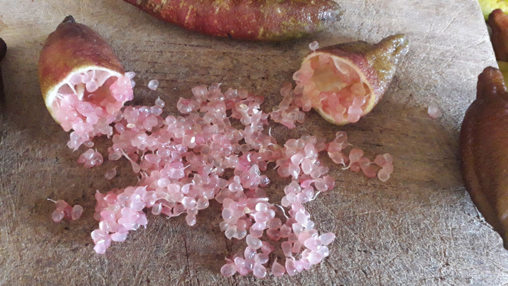 caviale limone pink ice
