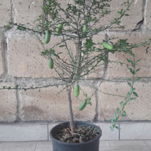 finger lime yellow