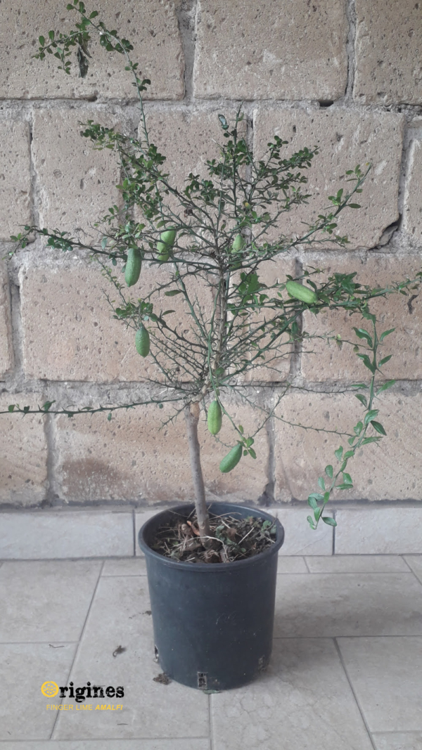 finger lime yellow