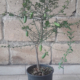 finger lime yellow