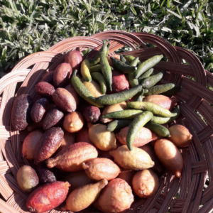 finger lime mix