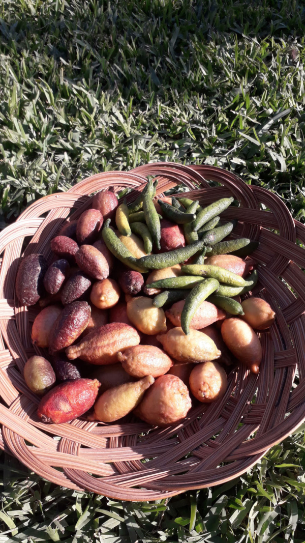 finger lime mix