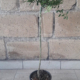 pianta blood lime