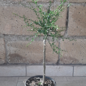 pianta finger lime alstonville