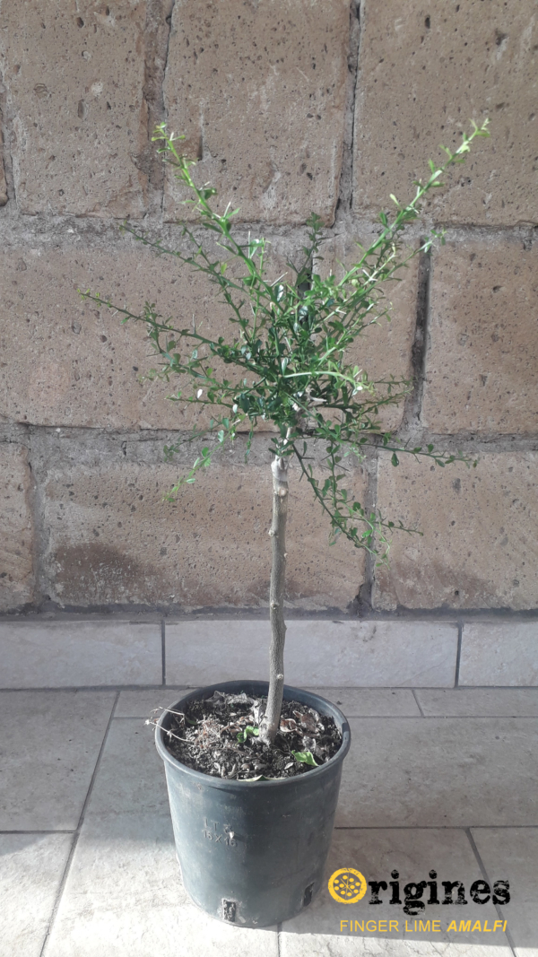 pianta finger lime alstonville